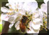 bee_19.jpg (29538 bytes)